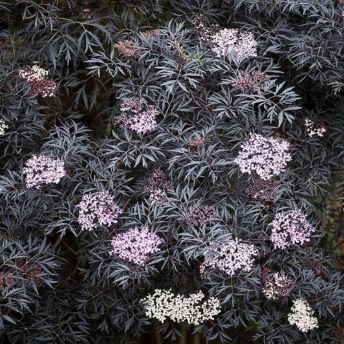 Sambucus nigra &#39;Black lace’ 2 gal.