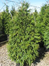 arborvitae Thuja &#39;Green Giant&#39; 10 gal.