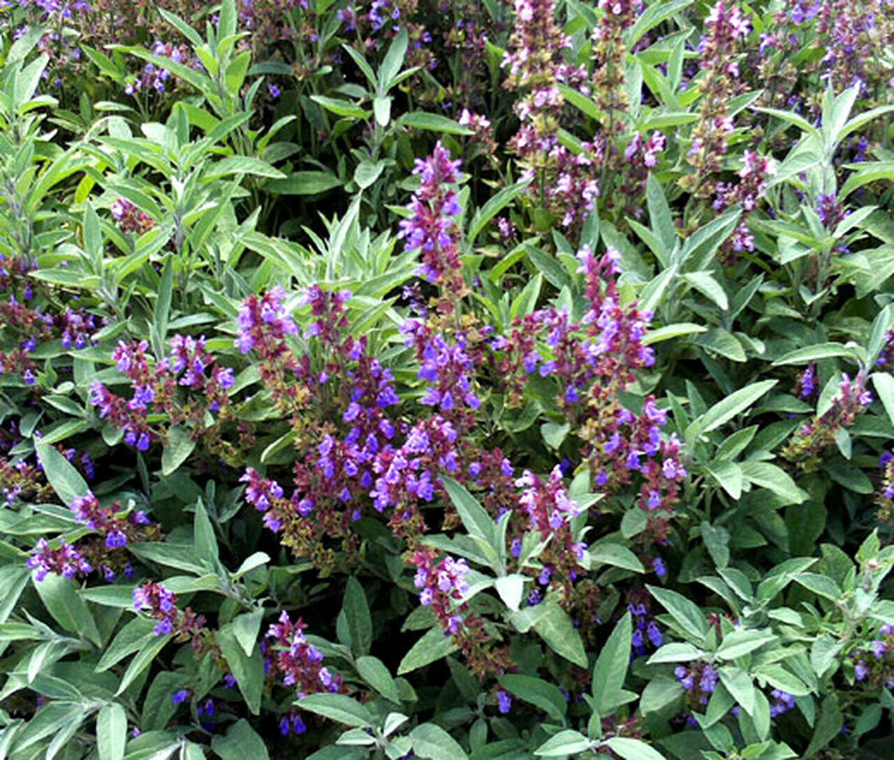 sage garden Salvia officinalis 1 gal