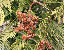 arborvitae Thuja &#39;Green Giant 7 gal.