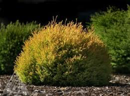 Thuja occidentalis &#39;Rheingold&#39; 2 gal