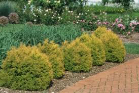 Thuja occidentalis &#39;Rheingold&#39; 2 gal