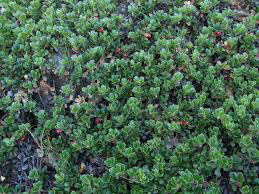 Arctostaphylos uva-ursi &#39;Massachusetts&#39; 1 gal kinnickinick