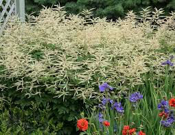 Goat&#39;s Beard Aruncus &#39;Misty Lace&#39; 2 gal