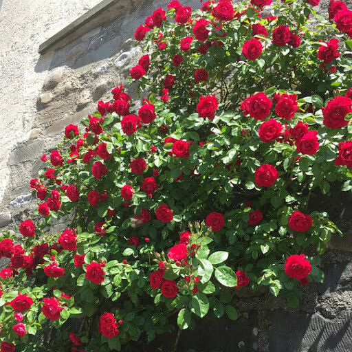 Rosa &#39;Don Juan&#39;  3 gal