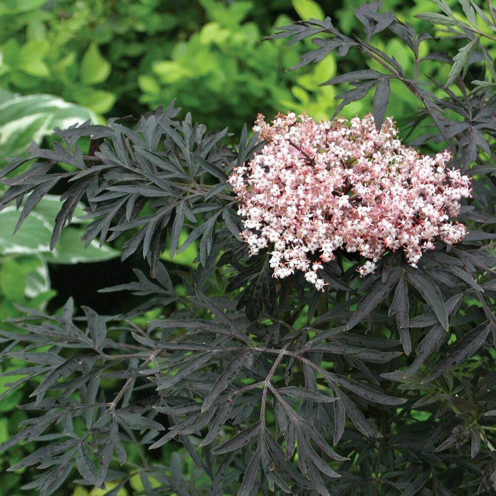 Sambucus nigra &#39;Black lace’ 2 gal.