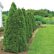 arborvitae Thuja &#39;Green Giant 7 gal.