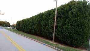 arborvitae Thuja &#39;Green Giant 7 gal.