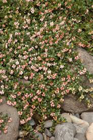 Arctostaphylos uva-ursi 'Massachusetts' 1 gal kinnickinick