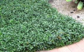 Arctostaphylos uva-ursi &#39;Massachusetts&#39; 1 gal kinnickinick
