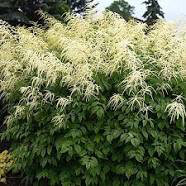 Goat&#39;s Beard Aruncus dioicus 2 gal