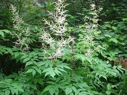 Goat&#39;s Beard Aruncus dioicus 2 gal
