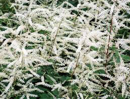 Goat&#39;s Beard Aruncus &#39;Misty Lace&#39; 2 gal