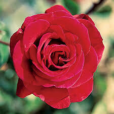 Rosa &#39;Don Juan&#39;  3 gal
