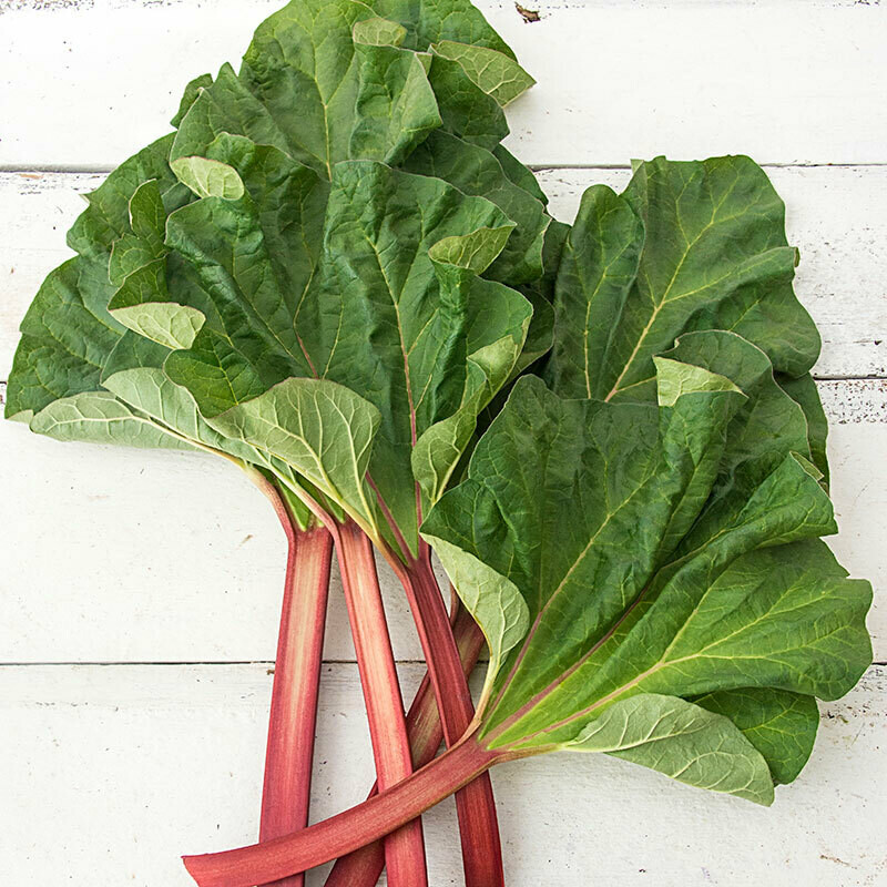 Rhubarb Victoria 2 gal.