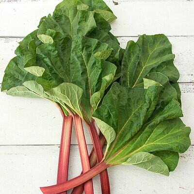 Rhubarb Victoria 2 gal.