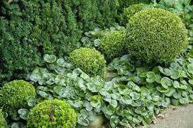 Asarum Europaeum 1 gal
