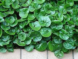 Asarum Europaeum 1 gal