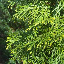 arborvitae Thuja &#39;Green Giant&#39; 10 gal.