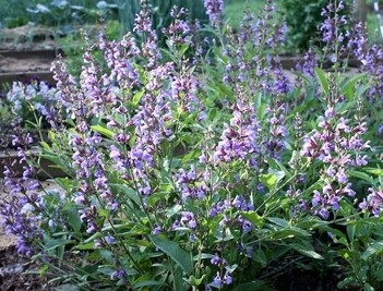 sage garden Salvia officinalis 1 gal