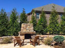 arborvitae Thuja 'Green Giant 7 gal.