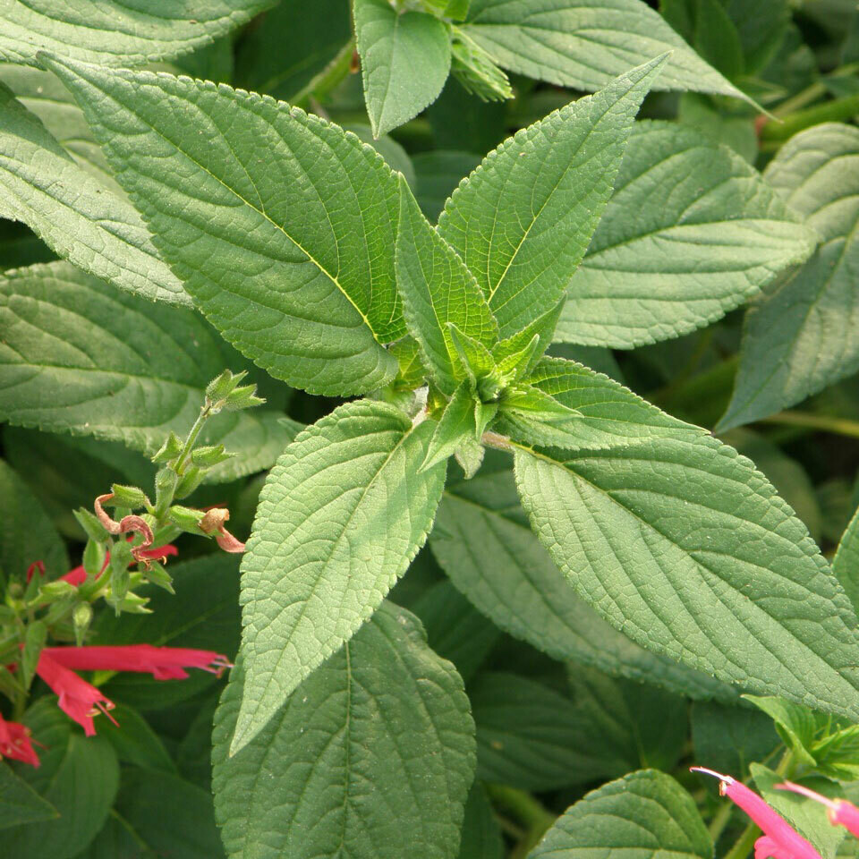 Salvia elegans 1 gal