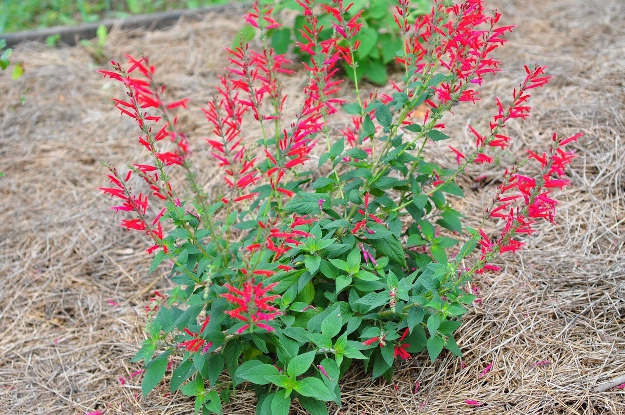 Salvia elegans 1 gal