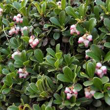 Arctostaphylos uva-ursi &#39;Massachusetts&#39; 1 gal kinnickinick
