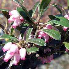 Arctostaphylos uva-ursi &#39;Massachusetts&#39; 1 gal kinnickinick