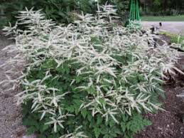 Goat&#39;s Beard Aruncus &#39;Misty Lace&#39; 2 gal