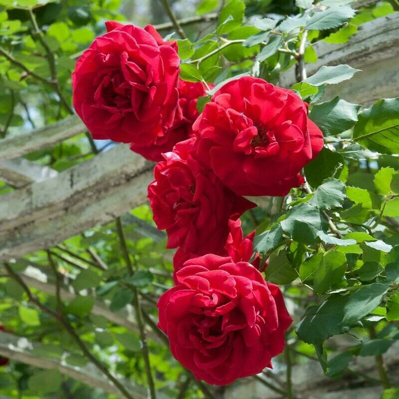 Rosa 'Don Juan'  3 gal