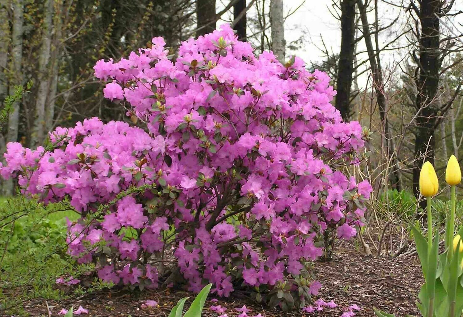 Rhododendron &#39;PJM Elite&#39; 10 gal