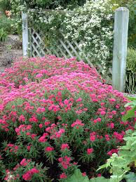 Symphyotrichum novae-angliae &#39;Andenken an Alma Pötschke&#39; 2 gal