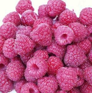 Rubus &#39;Rockin&#39; Double Raspberry&#39; 2 gal