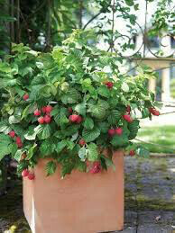 Rubus &#39;Rockin&#39; Double Raspberry&#39; 2 gal