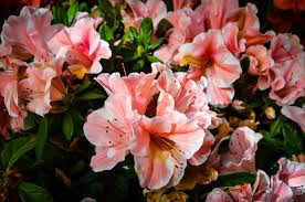 Rhododendron &#39;Roblet&#39; 3 gal