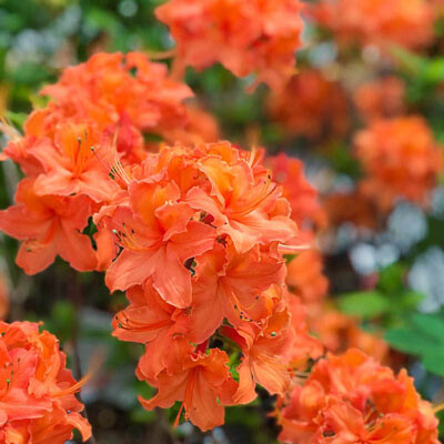 Azalea x 'Mandarin Lights' 2 gal