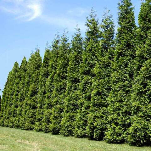 arborvitae Thuja &#39;Green Giant&#39; 10 gal.