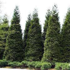 arborvitae Thuja &#39;Green Giant&#39; 10 gal.