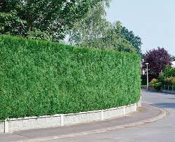 arborvitae Thuja &#39;Green Giant&#39; 10 gal.
