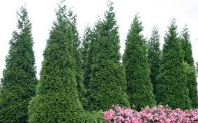 arborvitae Thuja &#39;Green Giant 7 gal.