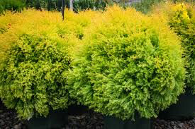 Thuja occidentalis &#39;Rheingold&#39; 2 gal