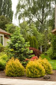 Thuja occidentalis &#39;Rheingold&#39; 2 gal