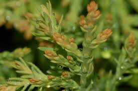 Thuja occidentalis &#39;Rheingold&#39; 2 gal