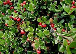Arctostaphylos uva-ursi &#39;Massachusetts&#39; 1 gal kinnickinick