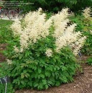 Goat&#39;s Beard Aruncus dioicus 2 gal