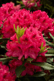 Rhododendron 'Nova Zembla' #3