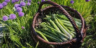 Asparagus 2 gal.