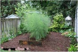 Asparagus 2 gal.
