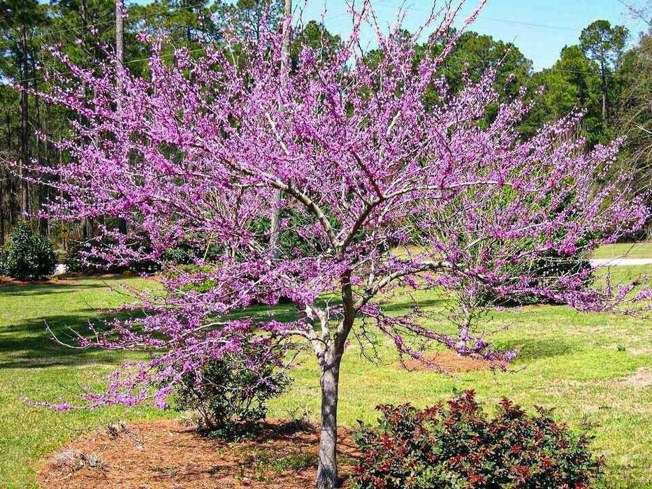 Cercis canadensis &#39;Forest Pansy&#39; #15